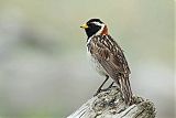 Lapland Longspur